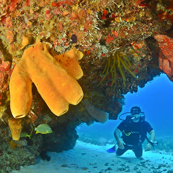 PADI Scuba Diving Refresher 1 Tank + Coral Reef