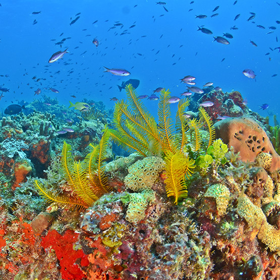Certified Scuba Diving 1 Tank + Coral Reef