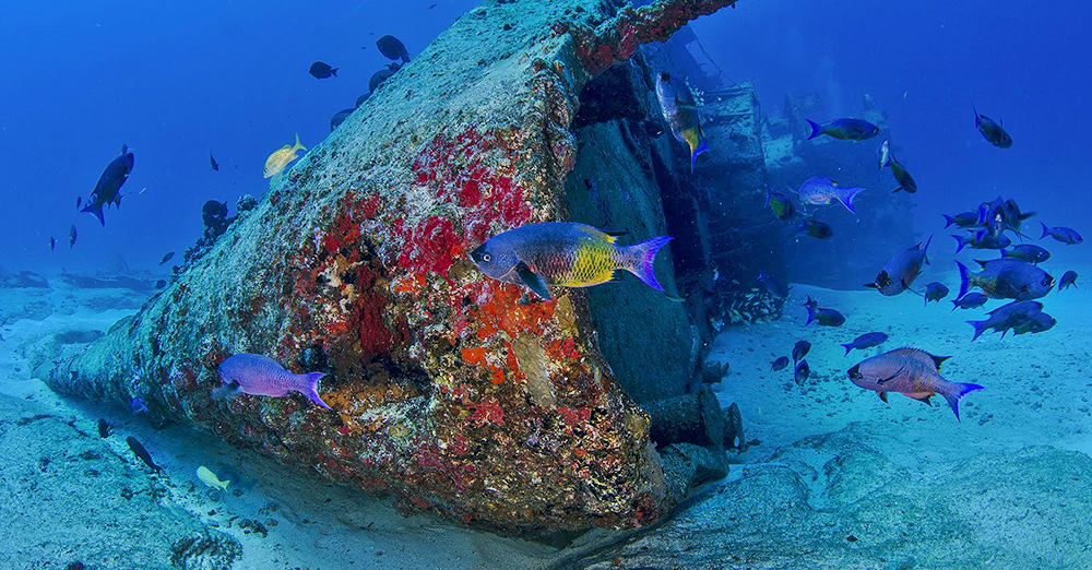 Cancun Certified Scuba Diving 2 Tanks + Wreck Dive + Coral Reef for